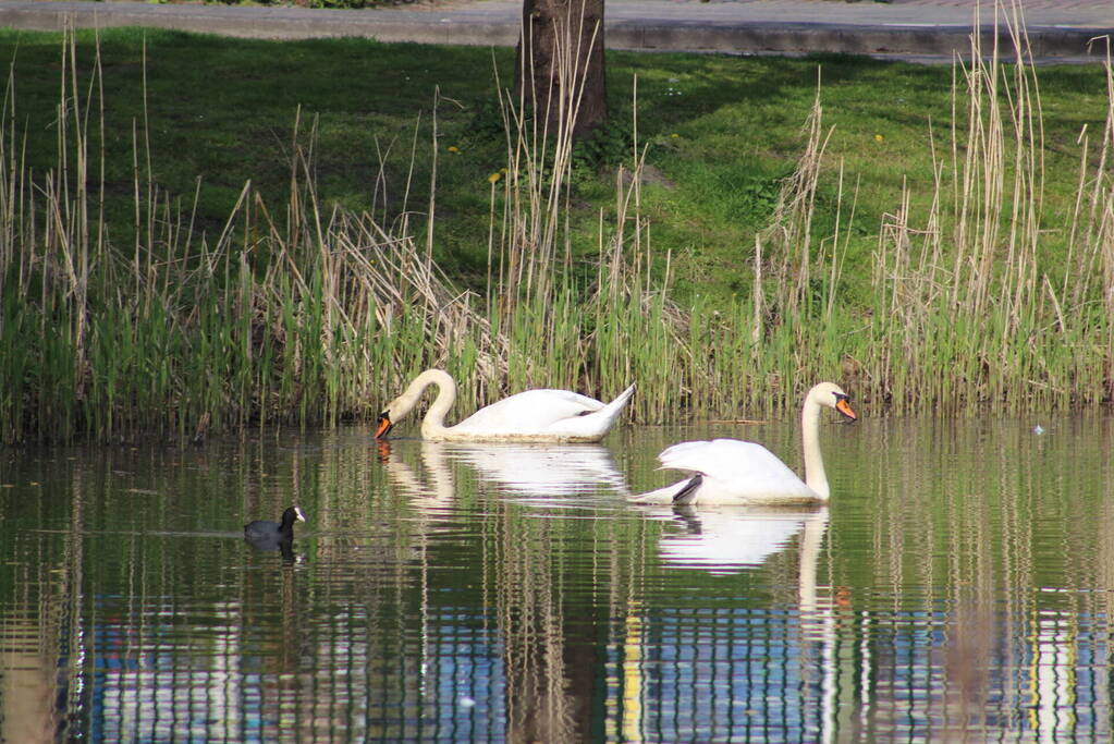 Reddingsactie voor zwaan met gebroken poot