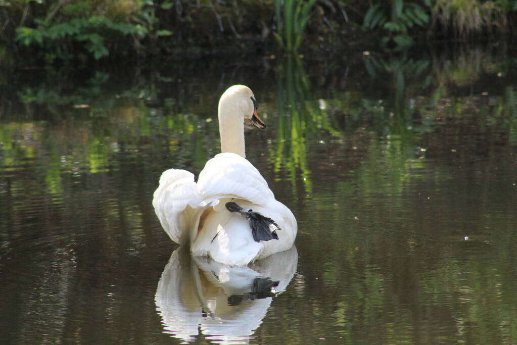 Reddingsactie voor zwaan met gebroken poot