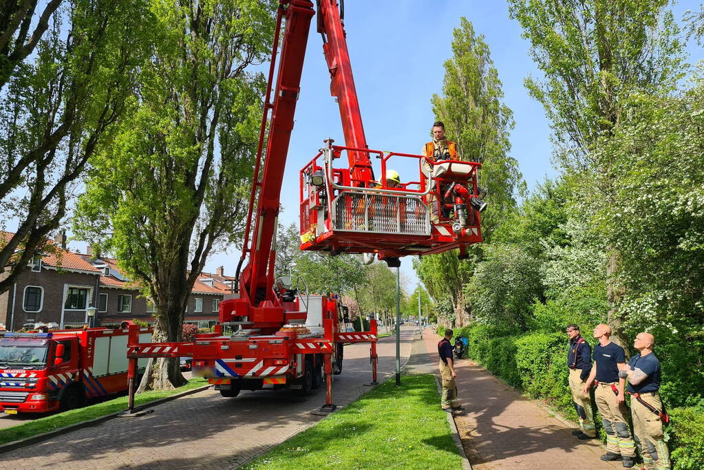 Brandweer haalt vastzittende kat uit boom