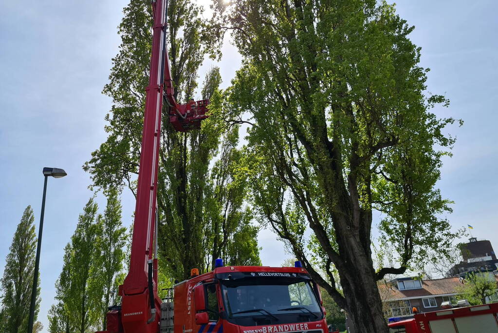 Brandweer haalt vastzittende kat uit boom