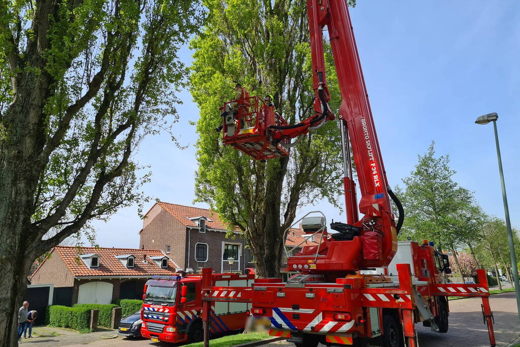 Brandweer haalt vastzittende kat uit boom