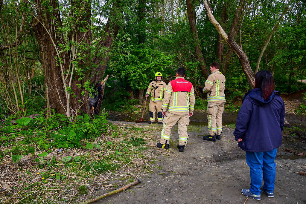 Brandweer blust brandende boom