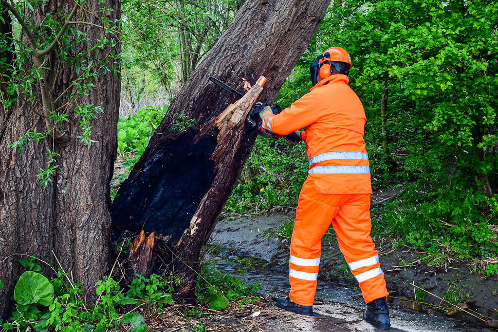 Brandweer blust brandende boom