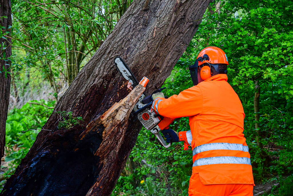Brandweer blust brandende boom