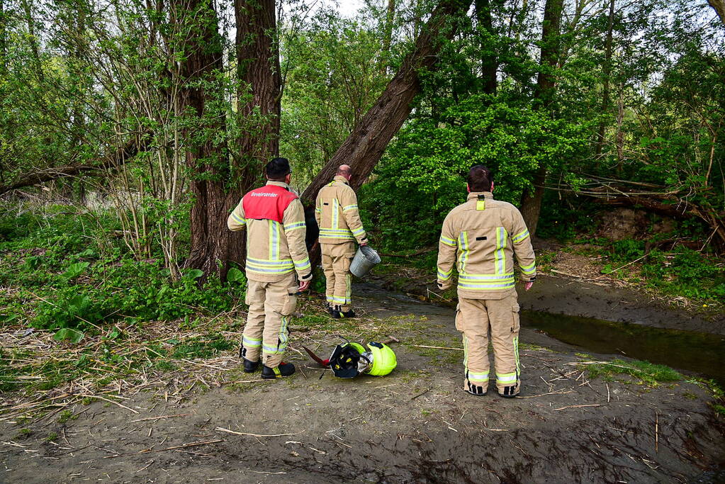 Brandweer blust brandende boom