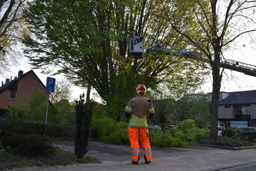 Gevaarlijk hangende tak uit boom gehaald