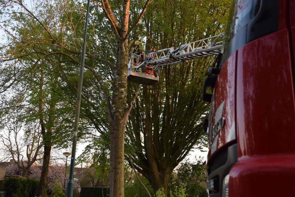 Gevaarlijk hangende tak uit boom gehaald