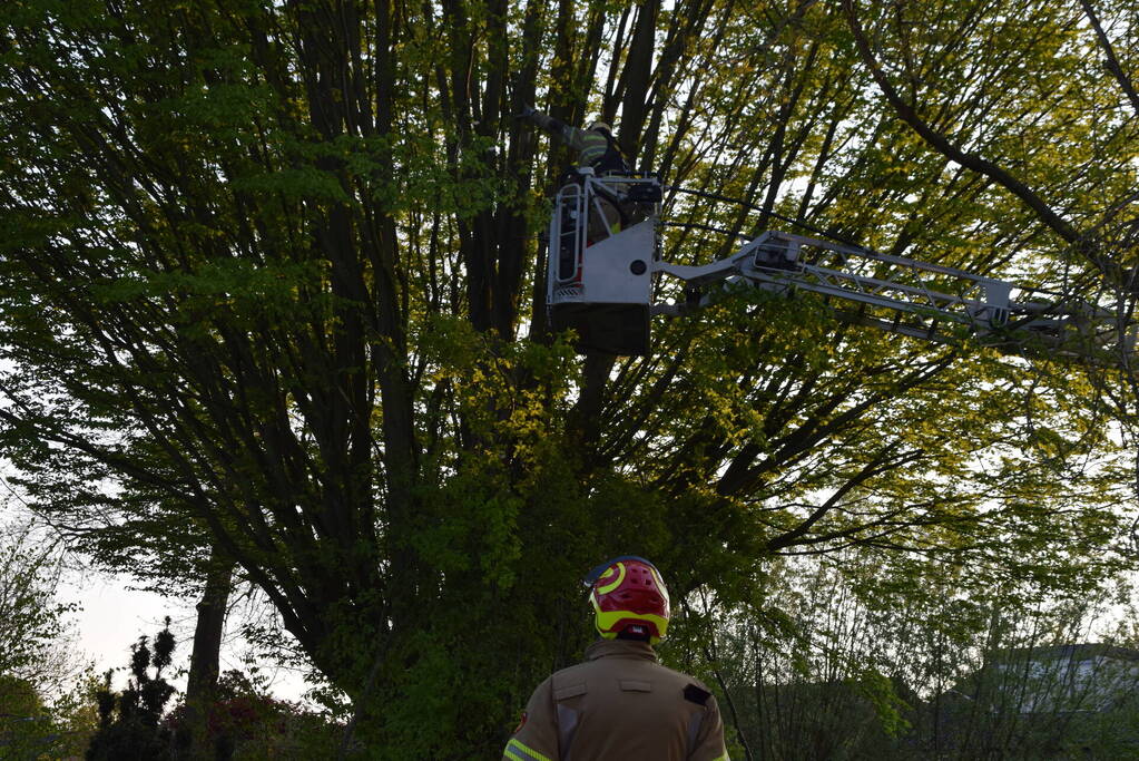 Gevaarlijk hangende tak uit boom gehaald