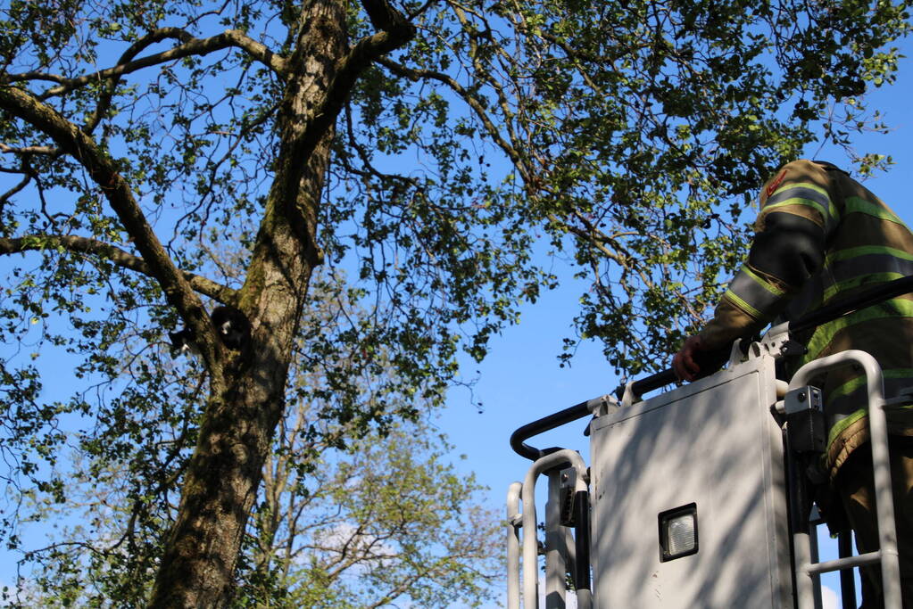 Kat springt uit boom bij reddingsactie