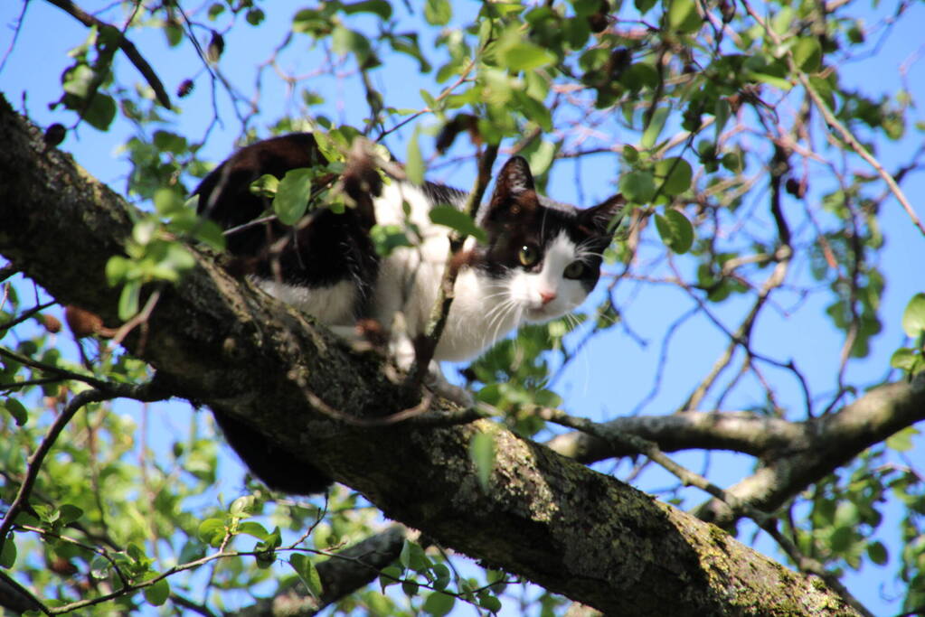 Kat springt uit boom bij reddingsactie