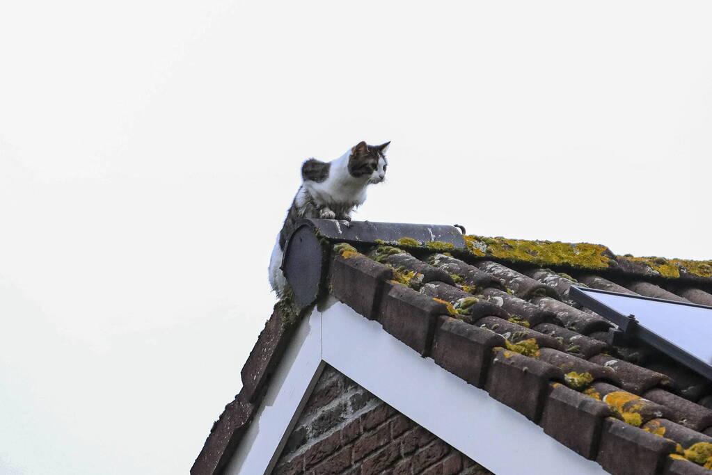 Kat Pika laat zich niet vangen