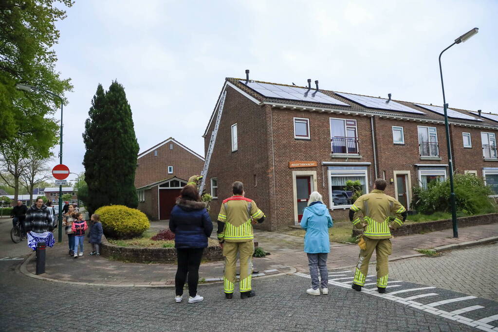 Kat Pika laat zich niet vangen