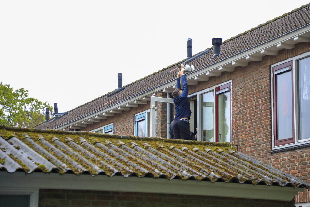 Kat Pika laat zich niet vangen