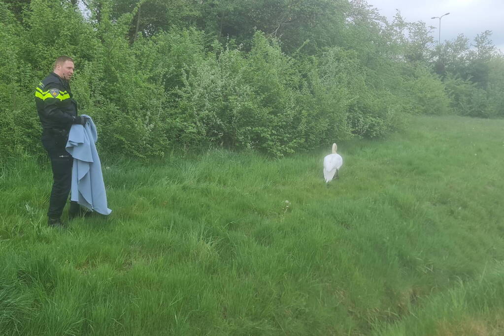 Zwaan op de weg houdt politie lang bezig