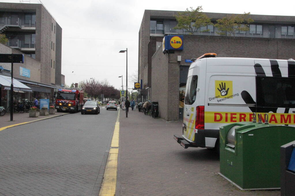 Hulpdiensten redden vastzittende baby-eendjes