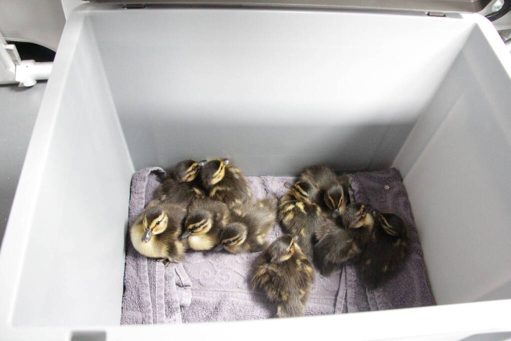 Hulpdiensten redden vastzittende baby-eendjes