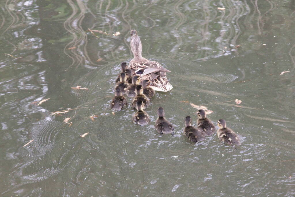Hulpdiensten redden vastzittende baby-eendjes