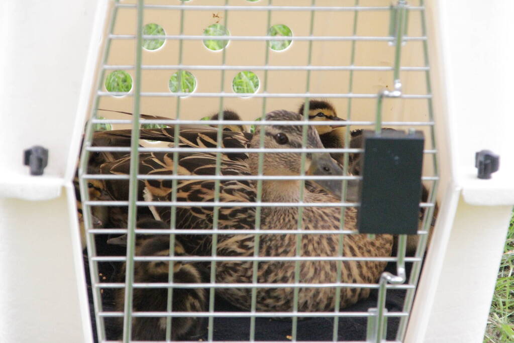 Hulpdiensten redden vastzittende baby-eendjes