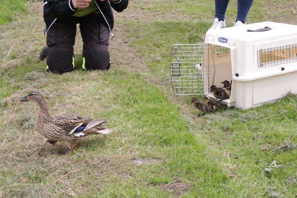 Hulpdiensten redden vastzittende baby-eendjes