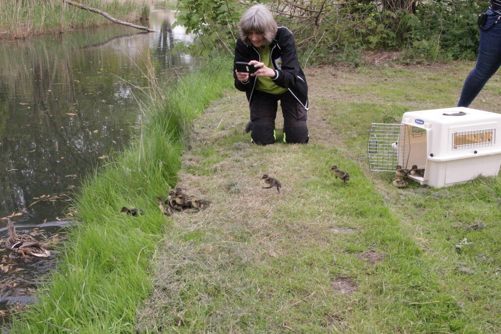 Hulpdiensten redden vastzittende baby-eendjes