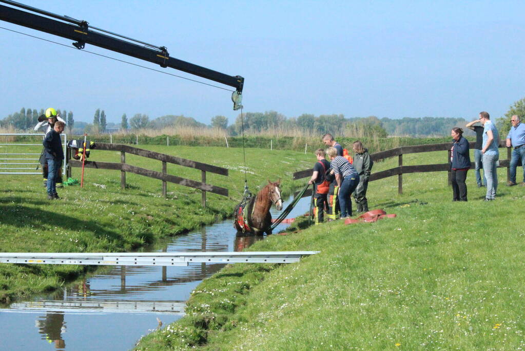 Brandweer redt paard uit sloot
