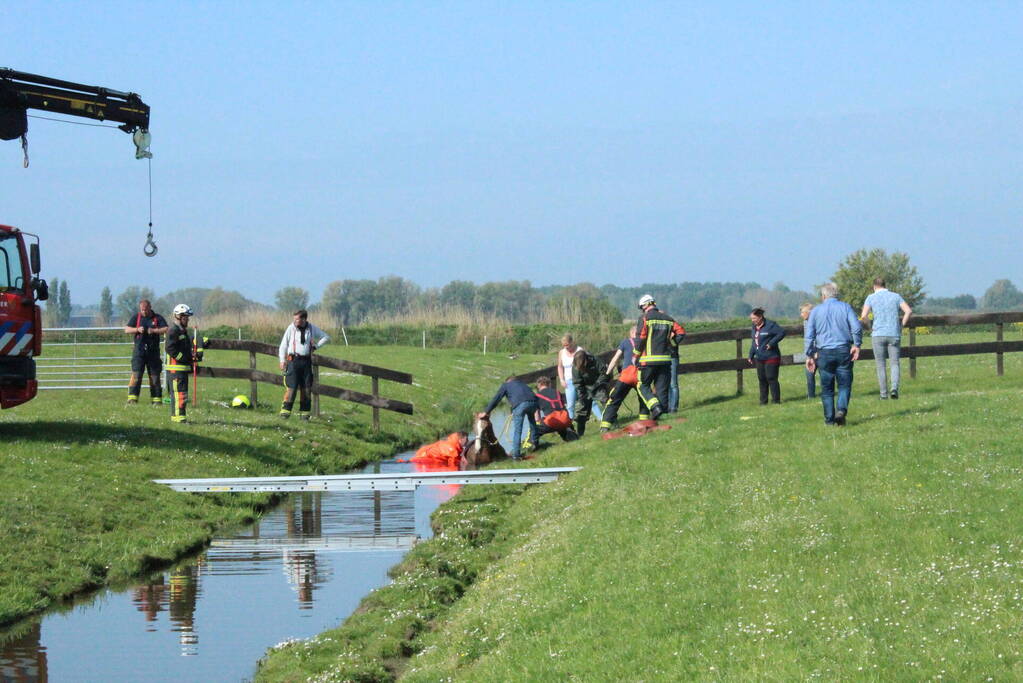 Brandweer redt paard uit sloot