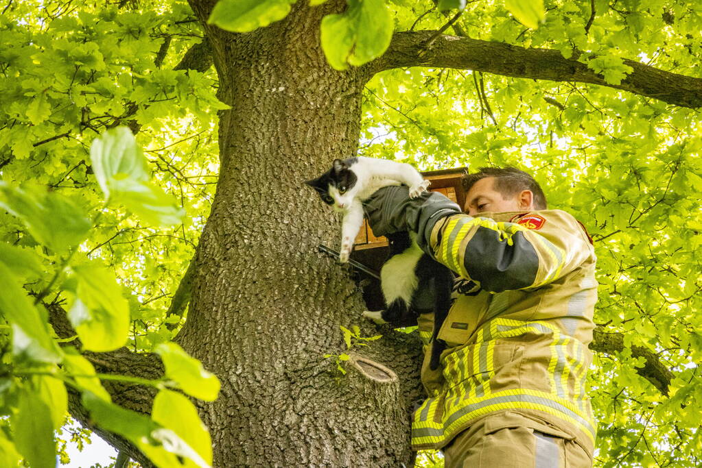 Brandweer redt onbekende kat uit boom