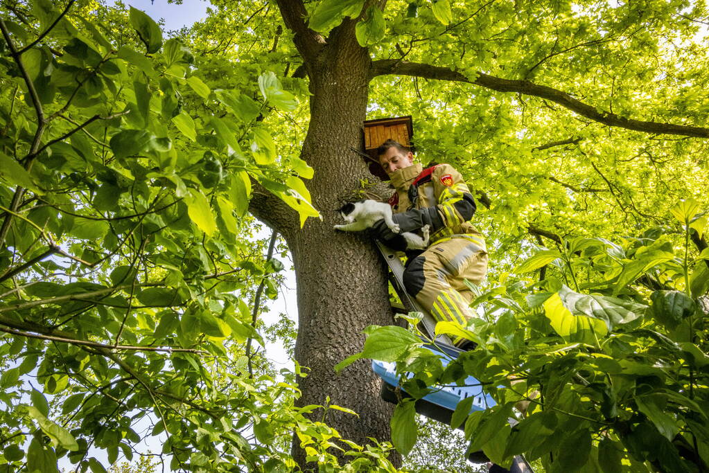 Brandweer redt onbekende kat uit boom