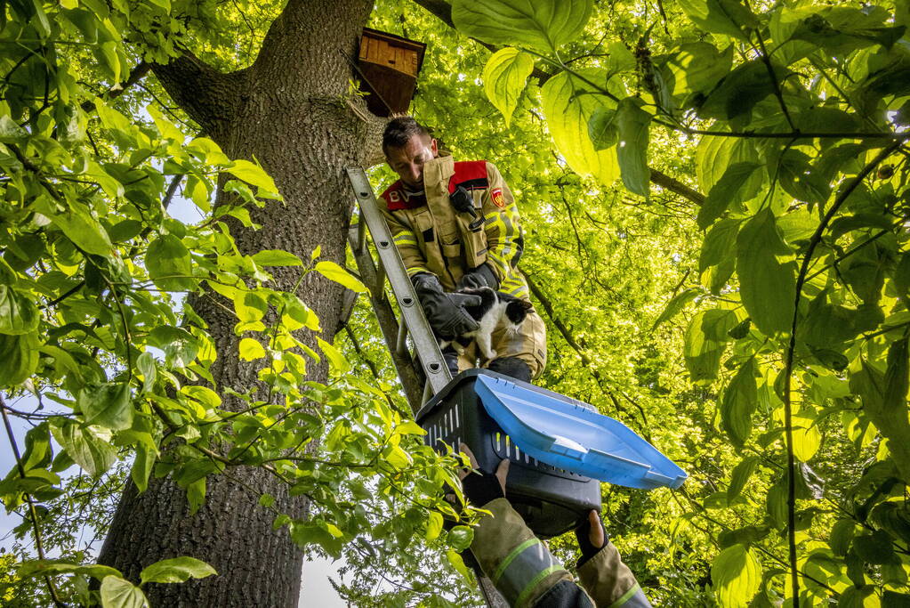Brandweer redt onbekende kat uit boom