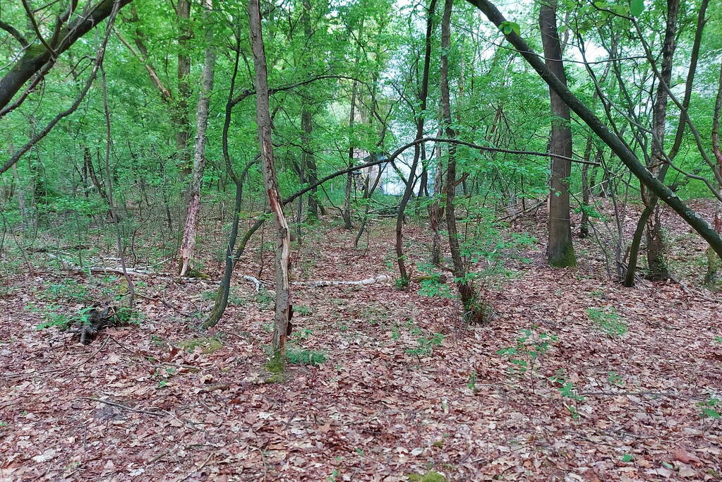 Brandweer blust brand in bosgebied