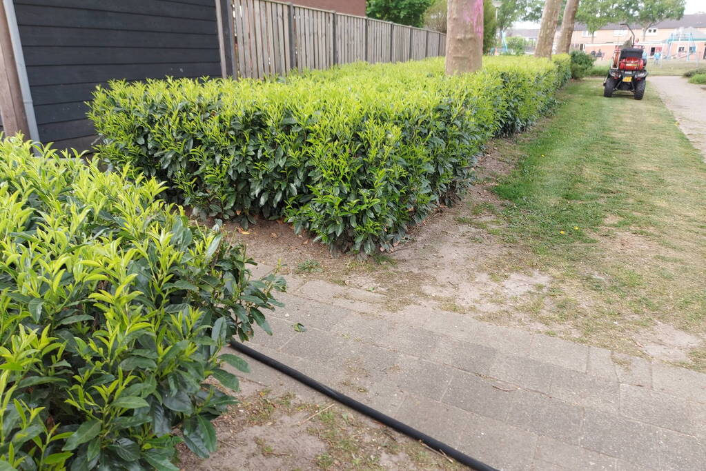 Brand in coniferenhaag snel geblust