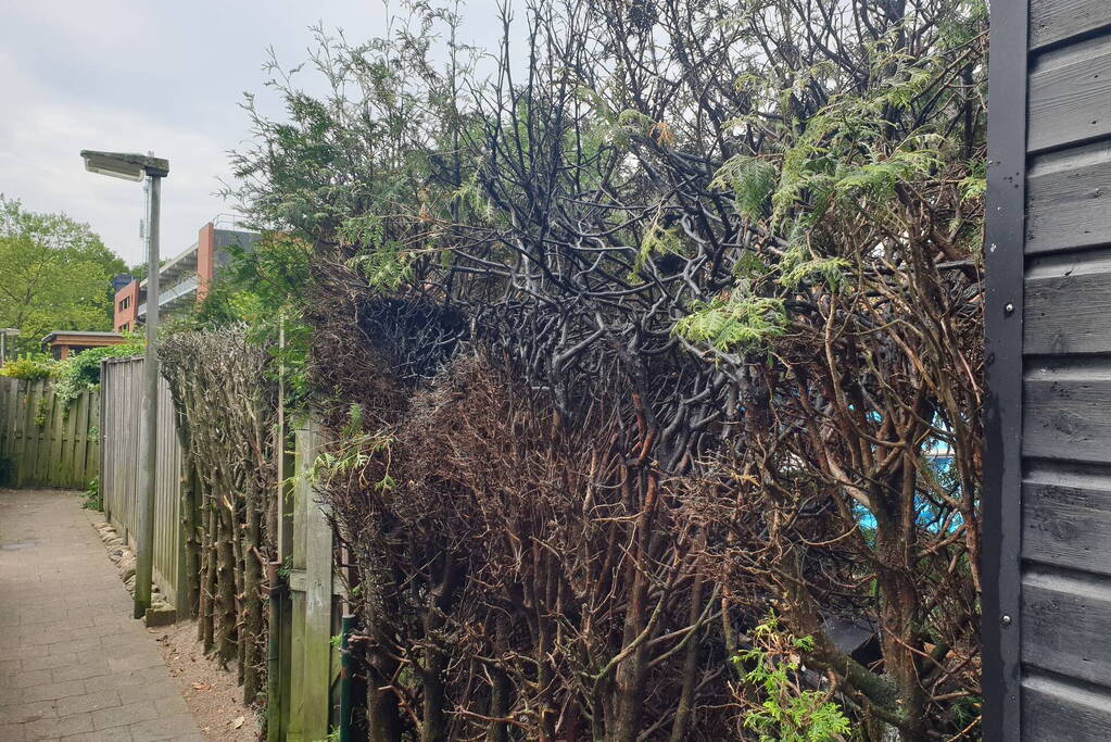 Brand in coniferenhaag snel geblust