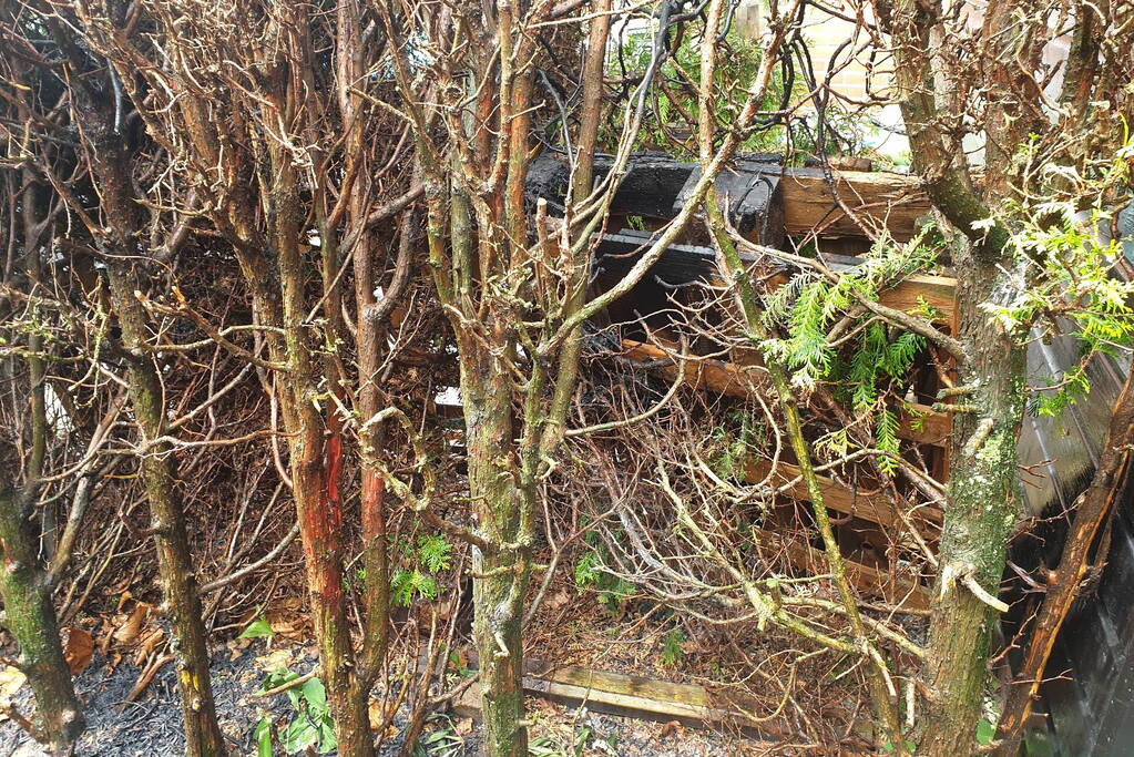 Brand in coniferenhaag snel geblust