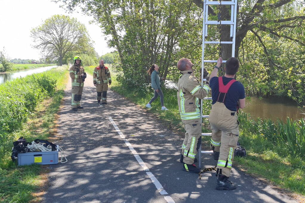 Brandweer probeert kat uit boom te redden