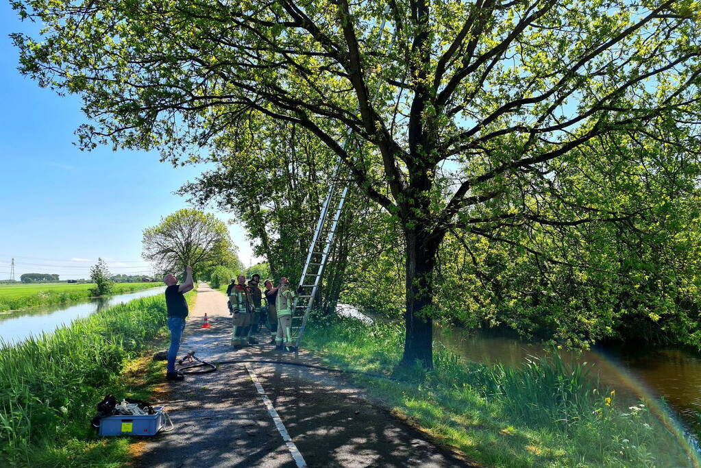 Brandweer probeert kat uit boom te redden