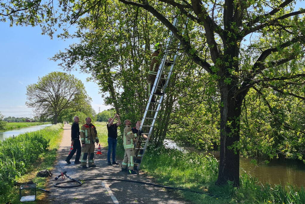 Brandweer probeert kat uit boom te redden
