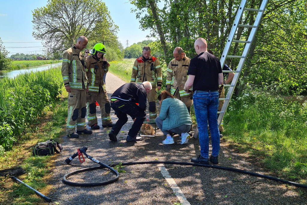 Brandweer probeert kat uit boom te redden