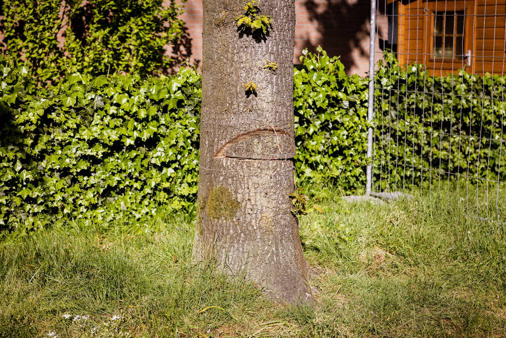 Monumentale eikenbomen onherstelbaar beschadigd