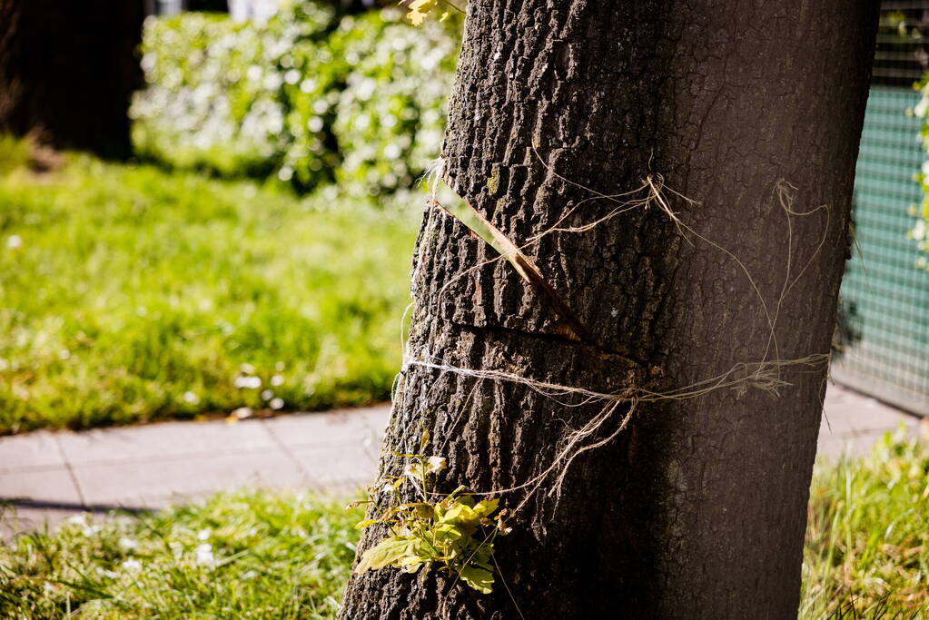 Monumentale eikenbomen onherstelbaar beschadigd