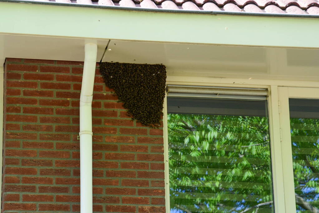 Brandweer ingezet voor verwijderen groot bijennest