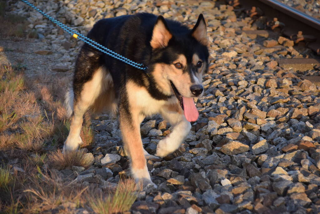 Reddingsactie vermiste hond zorgt voor vertraging treinen