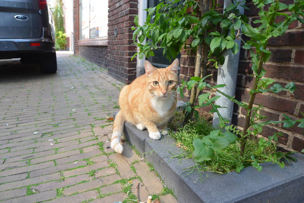 Brandweer bevrijdt kat