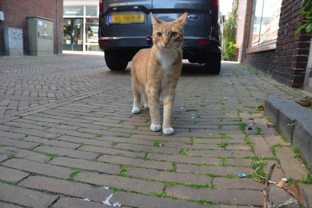 Brandweer bevrijdt kat