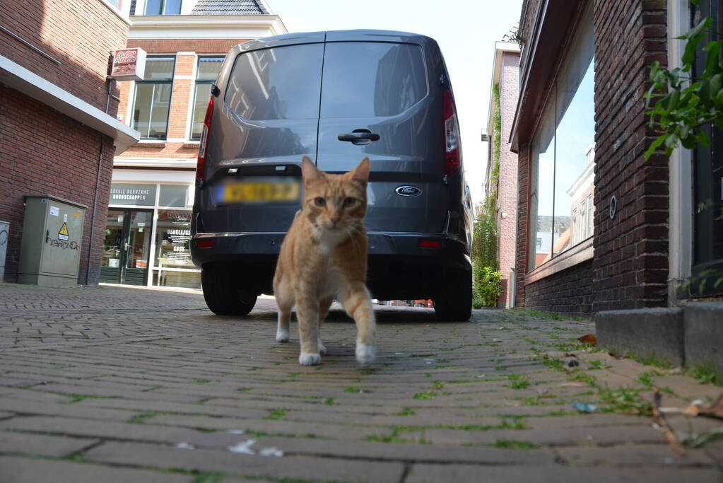 Brandweer bevrijdt kat