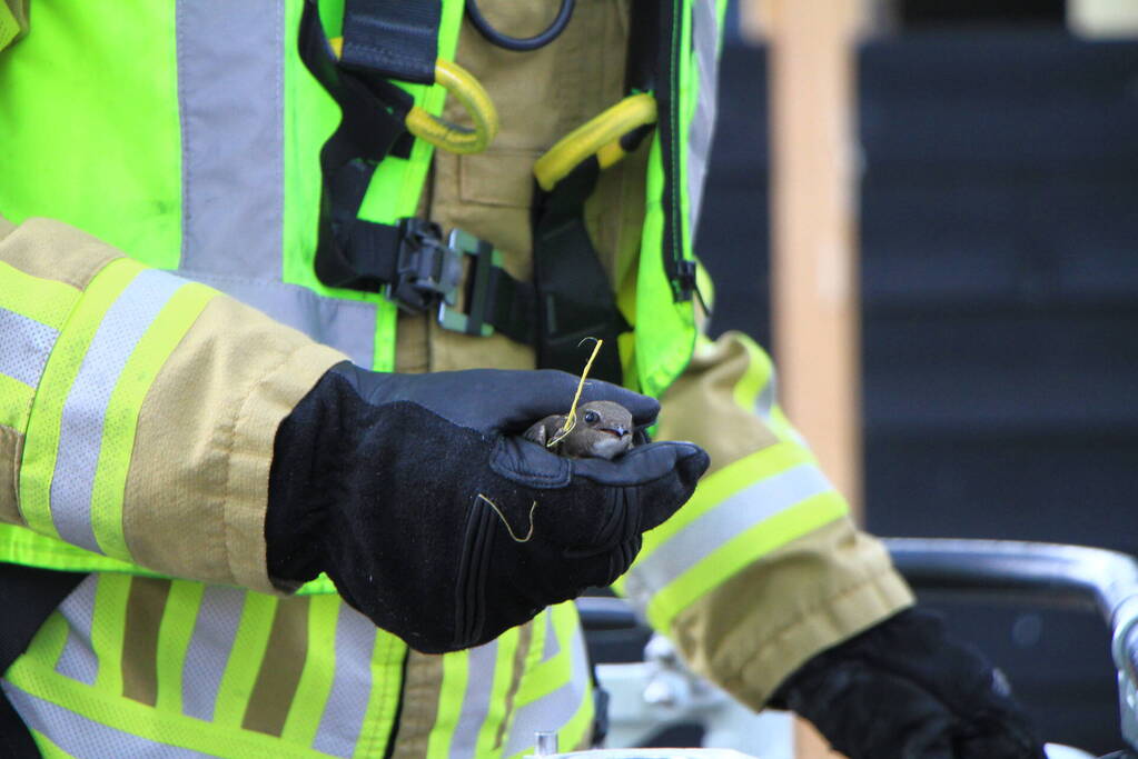 Brandweer bevrijdt zwaluw uit dakgoot
