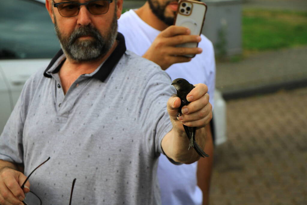 Brandweer bevrijdt zwaluw uit dakgoot