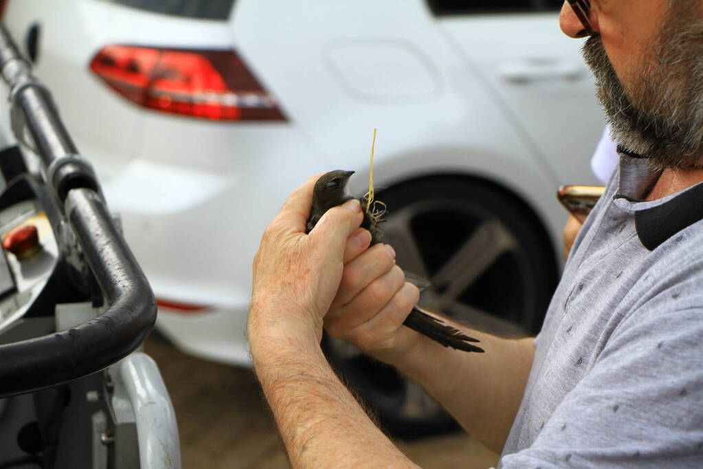 Brandweer bevrijdt zwaluw uit dakgoot
