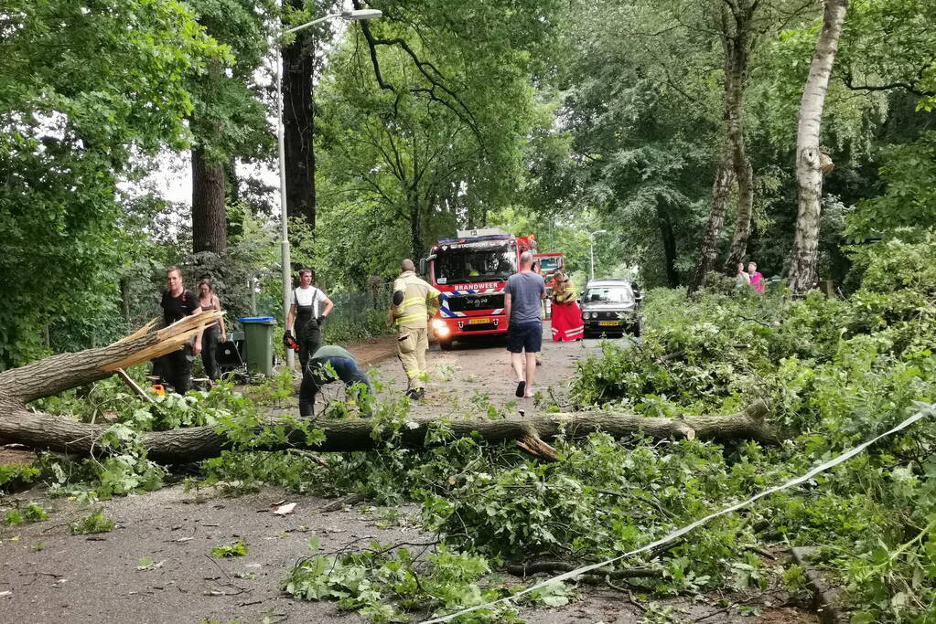 Grote boom waait over de weg