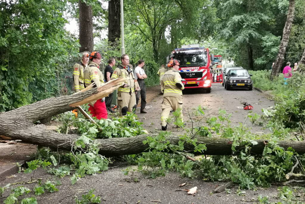 Grote boom waait over de weg