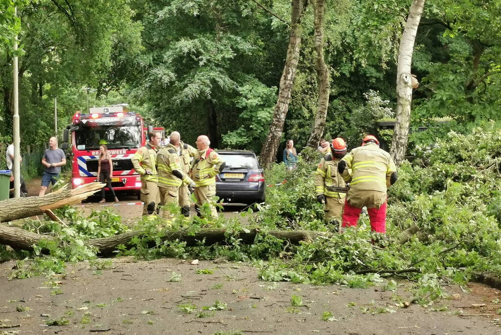 Grote boom waait over de weg